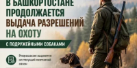 В Башкортостане продолжается выдача разрешений на охоту с подружейными собаками - Минэкологии РБ