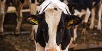 Наро-фоминские аграрии подвели итоги животноводческого сектора за январь – июнь 2026 года - Администрация Наро-Фоминского г.о.