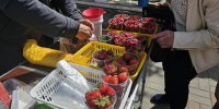 "Лисичковое безумие!": где кировчане набирают багажники грибов? - ProGorod.Ru