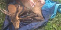 В Уфе на берегу Дёмы люди спасли косулю со сломанными конечностями - Башинформ
