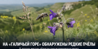 Высокую плотность редких пчёл зафиксировали на «Галичьей горе» - Газета Задонская правда