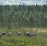 олени в пасвике - ИА Nord-News.Ru