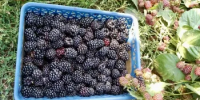 Главный невролог Башкирии назвал лучшие продукты для мозга - Министерство здравоохранения РБ