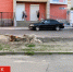 В Роспотребнадзоре рассказали, скольких брянцев покусали бездомные собаки - БрянскToday.Ru