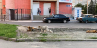 В Роспотребнадзоре рассказали, скольких брянцев покусали бездомные собаки - БрянскToday.Ru
