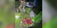 Браконьер со стажем из Шимановска, лишенный охотничьего билета, вновь убил косулю на солонце - Asn24.Ru
