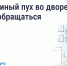 Что делать, если двор заполонил тополиный пух. - Администрация