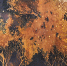 В ЦСИ «Залуу» откроется выставка Даримы Сибидановой «Таинственный лес» - Министерство культуры