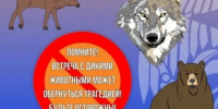 встреча с дикими животными опасна. - Каратузский район