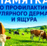 Узелковый дерматит и ящур: профилактика и меры борьбы. - Администрация г. Шадринска