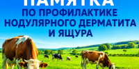 Узелковый дерматит и ящур: профилактика и меры борьбы. - Администрация г. Шадринска