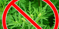 Информация по борьбе с амброзией полыннолистной - Веселовский район
