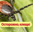 С начала сезона от укусов клещей пострадали более тысячи детей - Городские Ведомости