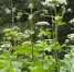 Борщевик - опасное растение - Илишевский район