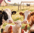 Продукции животноводства стало больше в Липецкой области - Народное слово
