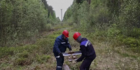 После урагана в Ленинградской области усилят контроль за состоянием электросетей - Комитет по ТЭК