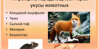 Меры профилактики инфекционных заболеваний, передающихся через укусы животных и насекомых - Сетевое издание Вестник Каякентского района