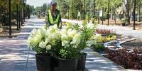 В обновляемом сквере в центре Волгограда началась высадка деревьев и кустарников - Город Волгоград