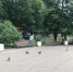 Уборка, ремонт скамеек и уход за деревьями: в Йошкар-Оле продолжается благоустройство города - Марийская правда