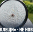 Роспотребнадзор объяснил, кто скрывается за «наноклещами» - Газета Задонская правда