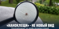 Роспотребнадзор объяснил, кто скрывается за «наноклещами» - Газета Задонская правда