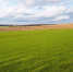 aerial-drone-view-nature-moldova-sown-fields-trees-distance-cloudy-sky - ТРК Щелково