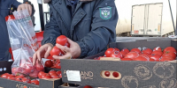 В Дагестане Россельхознадзор обнаружил 206 тонн зараженной плодоовощной продукции - РИА Дагестан
