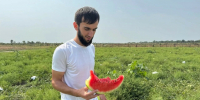 В Кизлярском районе собирают урожай арбузов с полутора тысяч гектаров - Дагестанская правда