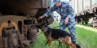 Пропавшую в Подмосковье девочку нашли - 47 новостей