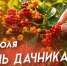 23 июля – День дачника. - Город Коряжма