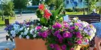 Картошка взошла среди цветов на городской клумбе в Аниве - News.Astv.Ru