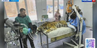 Редких хищниц отправили из Приморья в хоспис диких кошек «Дом тигра» - ГТРК Владивосток
