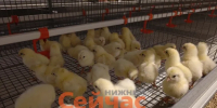 Новый птицеводческий комплекс запущен в Ардатовском округе - ИА Нижний сейчас