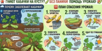 Гниют кабачки прямо на кусте? Без паники, это не ваши семена! - Калтасинский район