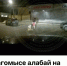 В Дагомысе полиция проводит проверку после нападения алабая на таксу - Sochi24.tv