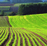Региональное управление информирует о порядке приобретения статуса главы крестьянско-фермерского хозяйства - УФНС по Московской области