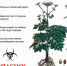 В настоящее время опасное растение - борщевик Сосновского (лат. Heracleum sosnówskyi) входит в фазу цветения - Администрация города Свердловска и Свердловского района