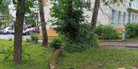Жители Владимира вновь бьют тревогу из-за старых и аварийных деревьев. - Сетевое издание Владимирские новости
