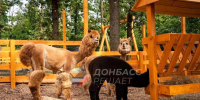 Фото ТГ-канала "Донбасс решает" - НИА