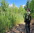 В Орешковском участковом лесничестве проведены противопожарные мероприятия - Рузский городской округ