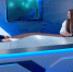 Какие загадки зашифрованы в песнях китов? - Телекомпания ТВ-21