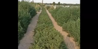 В Сальске городское кладбище утонуло в зарослях амброзии - DonDay.Ru