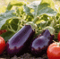Калий нужнее азота: в середине лета опытные садоводы вносят их под томаты и баклажаны, что позволяет им собирать обильные урожаи - Кубанские Новости