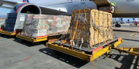 Травмированную тигрицу из ЕАО отправили спецрейсом в хоспис в Ленинградской области - РИА Биробиджан
