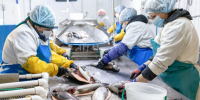 Красноярская компания оптимизирует производство рыбной продукции с помощью бережливых технологий. - Город Ачинск