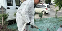 На пешеходной зоне улицы Кирова в Братске заново засеют не взошедший газон - Братская Студия Телевидения