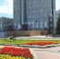 Администрация Ачинского округа готова потратить на луковицы тюльпанов 466 тысяч рублей - ИА Запад24