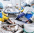 Красноярская компания оптимизирует производство рыбной продукции с помощью бережливых технологий. - Богучанский муниципальный округ