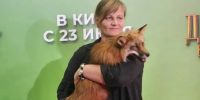 Подмосковная кинозоостудия из Каширы покорила Москву: на премьере фильма «Мой дикий друг» по красной дорожке прошла лиса - MosRegToday.Ru