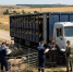 В Саратовской области задержали 200 овец-нелегалов - SaratovNews.Ru